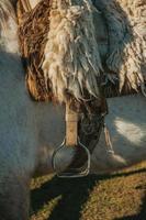 detalhe de sela típica de cavalo feita de lã de ovelha e estribo de aço ao pôr do sol, em fazenda perto de cambara do sul. uma pequena cidade rural no sul do brasil com incríveis atrativos turísticos naturais. foto