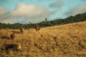 gado espalhado nas planícies rurais chamadas pampas com arbustos secos cobrindo as colinas próximas a cambara do sul. uma pequena cidade do sul do brasil com incríveis atrativos turísticos naturais.