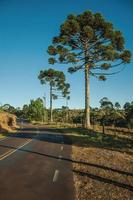 estrada pavimentada que passa por planícies rurais chamadas pampas ao lado de árvores e cerca de arame farpado perto de cambara do sul. uma pequena cidade do sul do brasil com incríveis atrativos turísticos naturais. foto