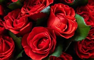 lindas rosas vermelhas foto