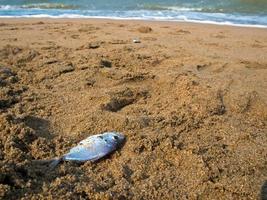 peixe morto na praia de areia foto