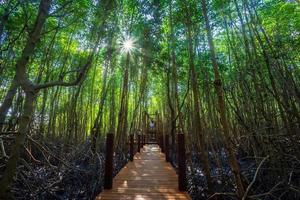 ponte de madeira andando caminho no manguezal da floresta em chanthaburi Tailândia. foto