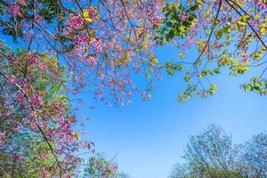 cereja flor prunus cerasoides ou cereja selvagem do Himalaia, flor de tigre gigante em phu lom lo, phetchaboon, tailândia. foto