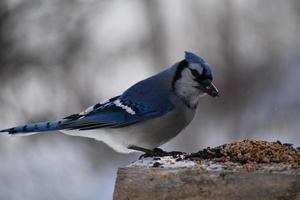 um gaio azul no alimentador de pássaros foto