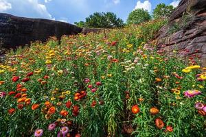 flor de palha de colorido bonito na natureza da grama verde no jardim com penhasco das montanhas no distrito de Nakhon thai do parque nacional de phuhinrongkla em phitsanulok, Tailândia. foto