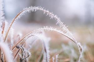 prado de grama congelada com paisagem fria nevoenta turva. grama coberta de geada na paisagem de inverno, foco seletivo e profundidade de campo rasa