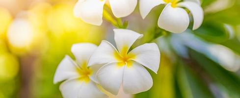 close-up de flores de frangipani com fundo verde. lindas flores de frangipani com fundo de folhas verdes. parque ou jardim tropical, flores românticas da natureza foto