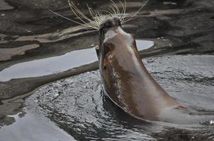 animal mamífero otário foto