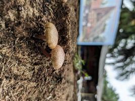 dois pequenos cogumelos crescendo no chão perto de um tronco de árvore morta foto