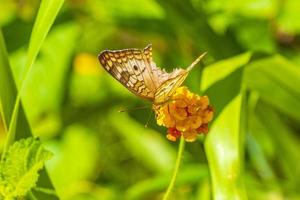 borboleta tropical na planta de flor na floresta e na natureza do México. foto