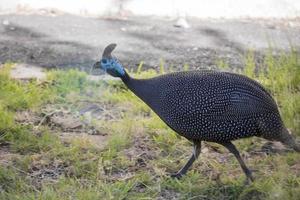 galinha-d'angola de elmo, galinha-d'angola com capacete, numida meleagris, áfrica do sul foto