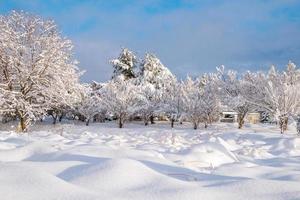 neve branca fresca cai em parque público na temporada de inverno em kawaguchiko, japão foto