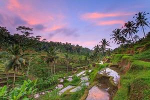 a beleza dos terraços de arroz ubud foto