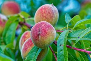 frutas doces de pêssego crescendo no galho de uma árvore de pessegueiro foto