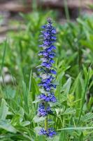 corneta vertical ajuga genevensis em uma natureza foto