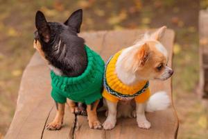 dois cachorros chihuahua olham em direções diferentes. animais. cachorros com roupas para passear. foto
