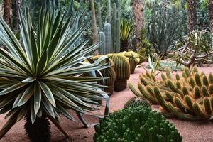 cinquenta tons de verde no mundo dos cactos foto