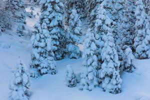 paisagem de inverno de sonho com pinheiros cobertos de neve foto