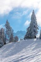 pinheiros congelados na pista de esqui em garmisch partenkirchen foto
