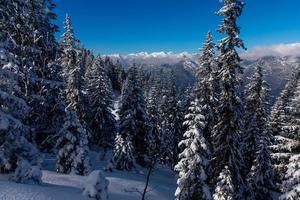 pinheiros cobertos de neve com cordilheira nublada ao fundo foto