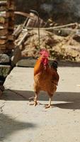 um grande galo caminhando na aldeia coberto por belas penas coloridas foto