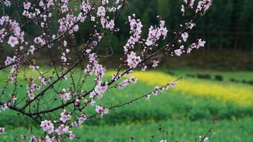 as belas flores de pêssego florescendo no campo selvagem na primavera foto