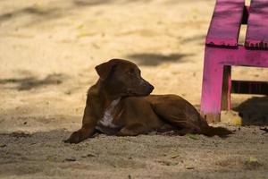 um cachorro marrom sentado na areia da praia foto