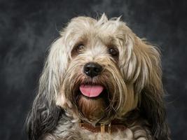 cão terrier tibetano foto