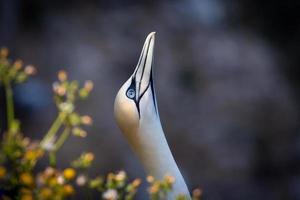 gannet do norte no reino unido foto