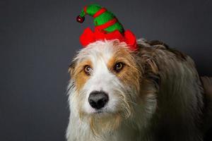 Cachorro desalinhado com grandes olhos castanhos e chapéu de festa de duende de natal foto