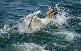 gannet do norte em voo no Reino Unido foto