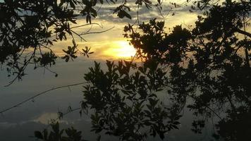 vista da floresta. árvore de cor verde, folhas verdes no jardim primavera. foto