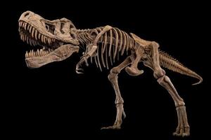 esqueleto do tiranossauro rex em fundo isolado. caminhos de recorte incorporados. foto