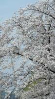 as lindas flores de cerejeira branca que desabrocham no parque da China na primavera foto