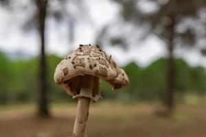 parasol cogumelo ou macrolepiota procera cogumelo de outono requintado