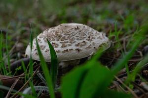 parasol cogumelo ou macrolepiota procera cogumelo de outono requintado