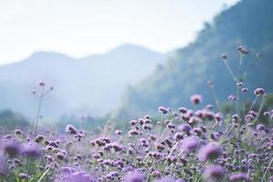 campo de verbena violeta. fundo de flor foto