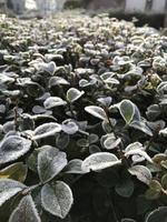 folhas verdes de uma planta coberta com gelo. fundo natural bonito com geada na grama. Flor congelada. geada nas lâminas da grama no jardim durante as geadas. resfriado. fundo de inverno. foto