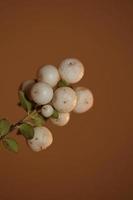 flor branca selvagem pequena fruta close up fundo botânico symphoricarpos orbiculatus família caprifoliaceae tamanho grande impressão de alta qualidade foto