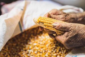 as mãos de um homem idoso estão desembrulhando grãos de milho da espiga de milho. lotes de grãos de milho laranja em sacos brancos. agricultura e pecuária. estilo de vida simples da aldeia. foto