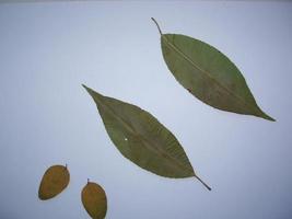 folhas secas de árvores e plantas herbárias em fundo branco foto