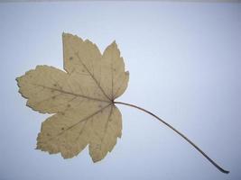 folhas secas de árvores e plantas herbárias em fundo branco foto