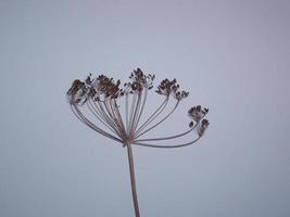 folhas secas de árvores e plantas herbárias em fundo branco foto