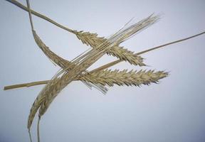 folhas secas de árvores e plantas herbárias em fundo branco foto