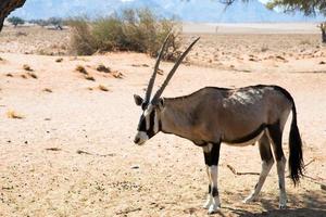 lindo orix no deserto do namibe. chifres grandes. namibia foto