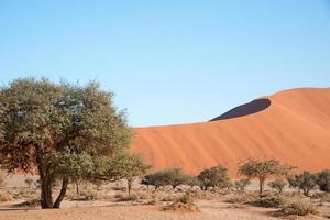 bela paisagem do deserto do namibe. duna e árvore. sem pessoas, céu azul. namibia foto