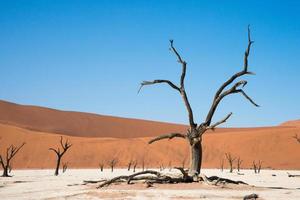 bela paisagem em uma área deserta. árvores de camelthorn fossilizadas em deadvlei. deserto do namib, namibia foto