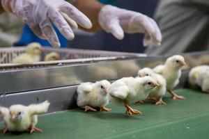 frangos recém-nascidos na bandeja, negócio avícola. negócio de granja com alta pecuária e uso de tecnologia na agropecuária na seleção de linha de processo de gênero de frango foto