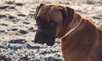 cão boxer na praia foto