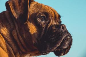 cão boxer na praia. expressão facial e poses. copie o espaço foto